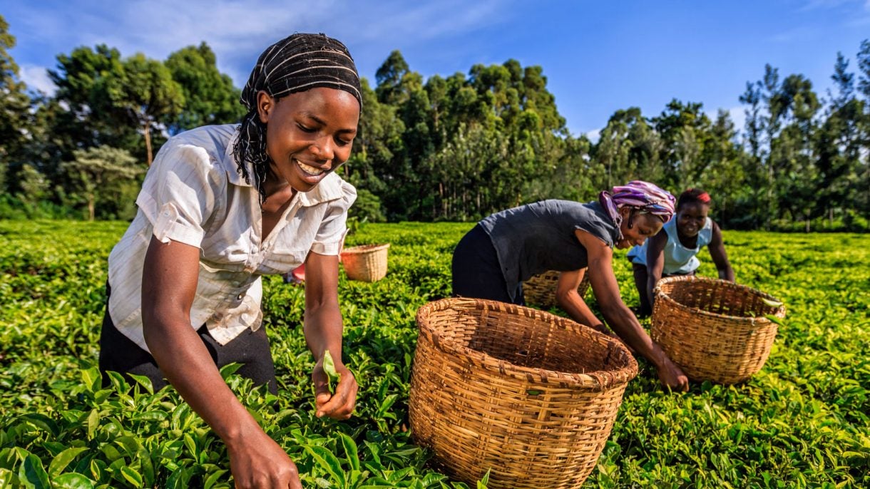 African women plucking tea leaves on plantation in Kenya, Africa.