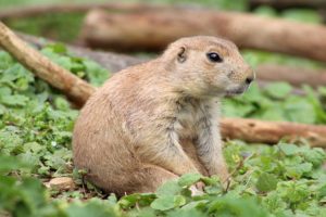 A prairie dog, an animal that can be found at many zoos.