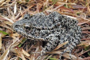 A spotted gopher frog sitting on a a dried patch of grass