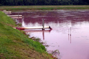 Polluted Lagoon 