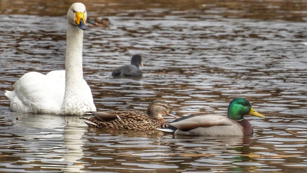 duck duck goose search engine duck duck goose search engine