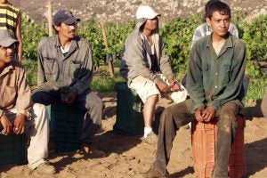 A group of grape pickers. Photo by Tomas Castelazo, licensed under https://creativecommons.org/licenses/by/3.0/deed.en