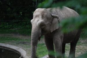 An elephant at the Bronx Zoo. Image by Tammy Lo.