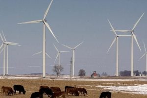 Windmills spin over rural Iowan farmland as cattle graze a field below.