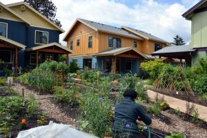 Lush community garden tucked between colorful homes. 