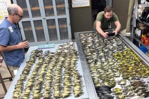 Workers at the Field Museum in Chicago inspecting birds that were killed when they flew into the windows of the McCormick Place Lakeside Center. Credit: Lauren Nassef/Chicago Field Museum, via AP