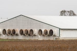 Picture of a fan-vented CAFO barn.