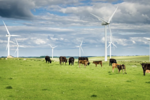 The cattle industry, a major polluter, seems a natural target for more aggressive environmental regulation. 