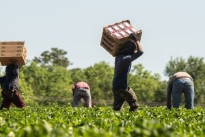 Two farm workers stooped in the field while two others carry stacked crates of strawberries on their shoulders.