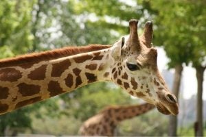 Giraffes have been undergoing silent extinction for the past several decades. 