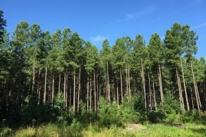 A stand of pine trees located by Maryland State Route 425. Photo: Famartin, CC BY-SA 4.0 , via Wikimedia Commons
