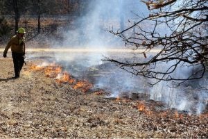 Member of fire services team conducts a prescribed burn in an area of dry brush.