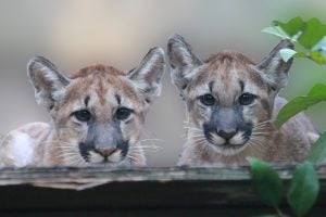 Two Florida panther kittens. 