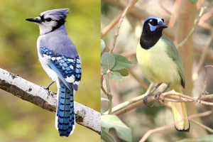 On the left, a Blue Jay (Cyanocitta cristata) perched on a branch, looking left. On the right, a Green Jay (Cyanocorax yncas) perched on a branch, looking right.
