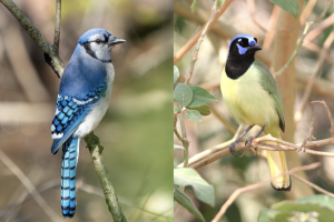 On the left, a Blue Jay (Cyanocitta cristata) perched on a branch, looking right. On the right, a Green Jay (Cyanocorax yncas) perched on a branch, looking right. See below for images credit. 