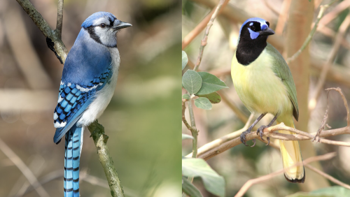 On the left, a blue jay sitting on a branch, looking right. On the right, a green jay sitting on a branch, looking right.
