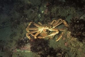 Male and female snow crabs