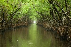 Mangroves in the Florida Everglades