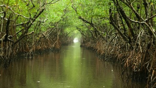 Mangrove-lined water channel in the Florida Everglades