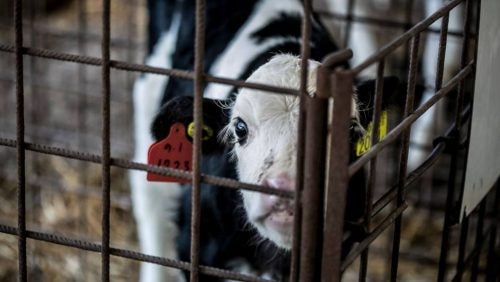 Baby cow staring through cage bars.