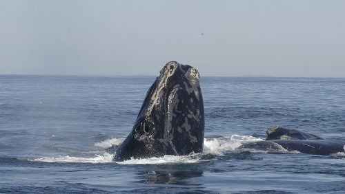 A whale's head poking several feet above water.