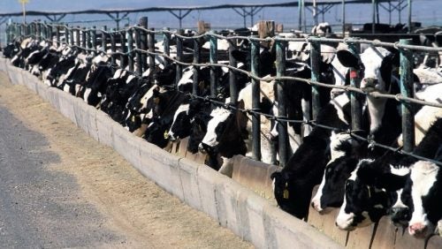 Confined cows feeding through a fence.