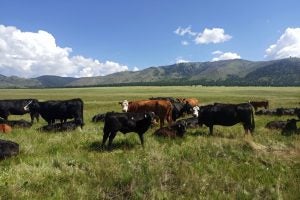 Trespass cattle grazing within the Valles Caldera Nature Preserve in July 2022. See below for image credit. 