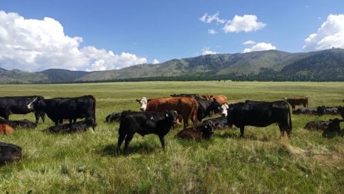 A herd of cattle grazing in a lush green field with a backdrop of clouds and a blue sky.