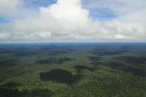 The Amazon Jungle (Credit: CIAT, https://www.flickr.com/photos/38476503@N08/5641594952)