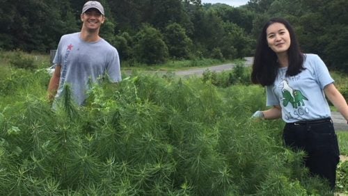 Students volunteer at the National Arboretum.