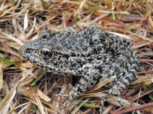 The Dusky Gopher Frog, once known as the Mississippi Gopher Frog, has an average length of about three inches and a stocky body with colors on its back that range from black to brown or gray and is covered with dark spots and warts. (Western Carolina University photo/ John A. Tupy)