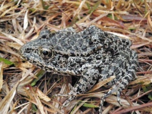 The Dusky Gopher Frog, once known as the Mississippi Gopher Frog, has an average length of about three inches and a stocky body with colors on its back that range from black to brown or gray and is covered with dark spots and warts. (Western Carolina University photo/ John A. Tupy)