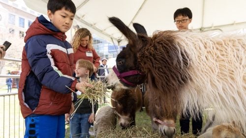 A child feeds hay to a llama