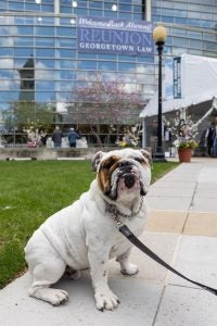 Georgetown mascot Jack the Bulldog on the Law Center campus