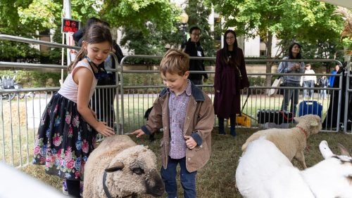 Children and a sheep in a petting zoo