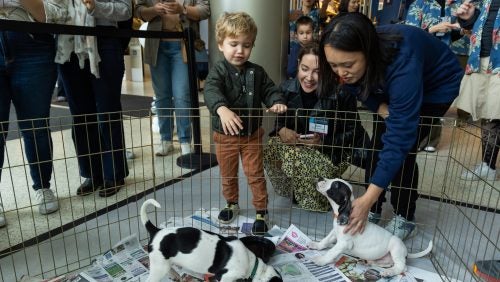 Several people lean over a fence to pet puppies