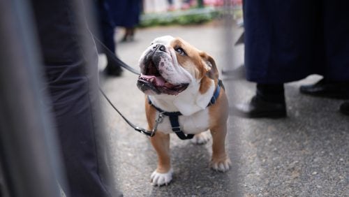 A leashed bulldog looks upward.